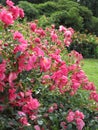 Bright attractive colorful pink red rose flowers in bloom in Stanley Park Rose Garden 2020 Royalty Free Stock Photo