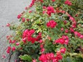 Bright attractive colorful pink red rose flowers in bloom in Stanley Park Rose Garden 2020 Royalty Free Stock Photo