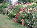 Bright attractive colorful pink red yellow roses rosa flower bush blooming in June 2021 Royalty Free Stock Photo