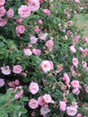 Bright attractive colorful pink roses rosa flower Floribunda blooming close up in June 2021 Royalty Free Stock Photo