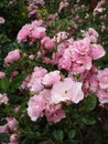 Bright attractive colorful pink roses rosa flower Royal Bonica blooming close up in June 2021 Royalty Free Stock Photo