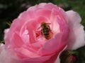 Bright attractive colorful pink Royal Bonica rose rosa flower blooming in July 2021 Royalty Free Stock Photo