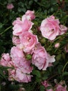 Bright attractive colorful pink Royal Bonica rose flowerbed blooming in Canada 2020