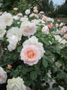 Bright attractive colorful peach white `Pretty Lady` rose flowers blooming in a park garden in June 2021