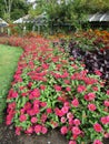 Bright attractive colorful red flowerbed in bloom in Stanley Park Canada 2020 Royalty Free Stock Photo