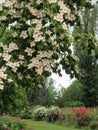 Bright attractive colorful soft light pink dogwood tree and colorful roses rosa flowers blooming in June 2021 Royalty Free Stock Photo