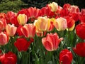 Bright attractive colorful tulip flowers blooming in early spring at Queen Elizabeth Park Rose Garden Royalty Free Stock Photo