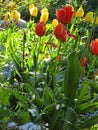 Bright attractive colorful tulip flowerbed blooming in springtime April 2021 Royalty Free Stock Photo