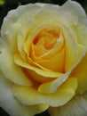 Bright attractive colorful yellow white rose flower in bloom at a rose garden Royalty Free Stock Photo