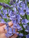 Bright attractive Common Bluebell flowers in bloom Spring 2020