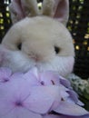 Bright attractive cute brown bunny rabbit stuffed toy with purple flowers 2019 Royalty Free Stock Photo