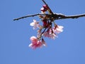 Bright attractive early stage budding and blooming cherry blossom flowers Prunus