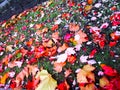 Bright attractive fresh colorful red brown autumn leaves on the ground