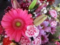 Bright attractive fresh pink red gerbera daisy and carnation flowers in beautiful bloom arranged in bouquet Royalty Free Stock Photo