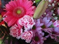 Bright attractive fresh pink red gerbera daisy and carnation flowers in beautiful bloom arranged in bouquet Royalty Free Stock Photo