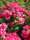 Bright attractive fresh pink red roses in beautiful bloom in summer season in Queen Elizabeth Park Garden Royalty Free Stock Photo