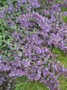 Bright attractive fresh purple Lavender flowers in beautiful bloom close up in mid-summer season Royalty Free Stock Photo