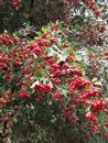 Bright attractive fresh red berries produced on Winterberry Holly tree plant 2020