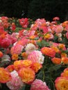 Bright attractive fresh serene landscape colorful rose flowerbed