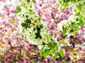 Bright attractive fresh white green pink cherry blossom flowers close up in beautiful bloom in spring season 2020 Royalty Free Stock Photo