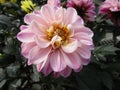 Bright attractive light pink springtime Dahlia flowers close up Royalty Free Stock Photo