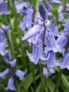 Bright attractive many Common Bluebell blossom flowers close up 2020
