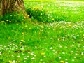 Bright attractive many Common Daisies and yellow Dandelion flowers blooming in the field Royalty Free Stock Photo