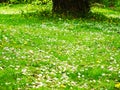 Bright attractive many Common Daisies and yellow Dandelion flowers blooming in the field Royalty Free Stock Photo