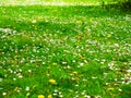 Bright attractive many Common Daisies and yellow Dandelion flowers blooming in the field Royalty Free Stock Photo