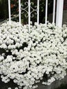 Bright attractive many white Candytuft blossom flowers growing