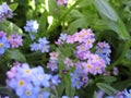 Bright attractive nature dainty colorful blue forget-me-not flowers blooming in spring Royalty Free Stock Photo