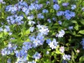 Bright attractive nature dainty colorful blue forget-me-not flowers blooming in spring Royalty Free Stock Photo