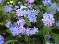 Bright attractive nature dainty colorful blue forget-me-not flowers blooming in spring Royalty Free Stock Photo