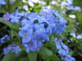 Bright attractive nature dainty colorful blue forget-me-not flowers blooming in spring Royalty Free Stock Photo