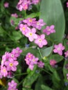 Bright attractive nature dainty colorful pink forget-me-not flowers blooming in spring close up Royalty Free Stock Photo