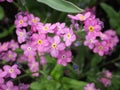 Bright attractive nature dainty colorful pink forget-me-not flowers blooming in spring close up Royalty Free Stock Photo