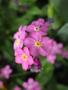 Bright attractive nature dainty colorful pink forget-me-not flowers blooming in spring close up Royalty Free Stock Photo