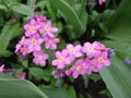 Bright attractive nature dainty colorful pink forget-me-not flowers blooming in spring 2019 Royalty Free Stock Photo