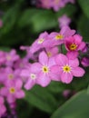 Bright attractive nature dainty colorful pink forget-me-not flowers blooming in spring close up Royalty Free Stock Photo