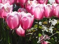 Bright attractive nature dainty colorful pink tulip flowers blooming in spring Royalty Free Stock Photo