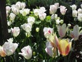 Bright attractive nature dainty colorful white and pink tulip flowers blooming in spring Royalty Free Stock Photo