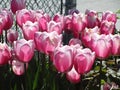 Bright attractive nature dainty colorful white and pink tulip flowers blooming in spring Royalty Free Stock Photo