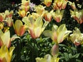Bright attractive nature dainty colorful yellow and pink tulip flowers blooming in spring Royalty Free Stock Photo