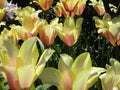 Bright attractive nature dainty colorful yellow and pink tulip flowers blooming in spring Royalty Free Stock Photo