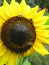 Bright attractive nature yellow sunflower with honey bees blooming in summer at Stanley Park Garden Royalty Free Stock Photo