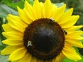 Bright attractive nature yellow sunflower with honey bees blooming in summer at Stanley Park Garden Royalty Free Stock Photo