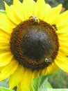 Bright attractive nature yellow sunflower with honey bees blooming in summer at Stanley Park Garden Royalty Free Stock Photo