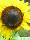 Bright attractive nature yellow sunflower with honey bees blooming in summer at Stanley Park Garden Royalty Free Stock Photo