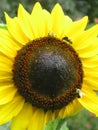 Bright attractive nature yellow brown sunflower with bees blooming in summer at Stanley Park Garden Royalty Free Stock Photo