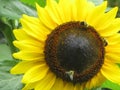 Bright attractive nature yellow brown sunflower with bees blooming in summer at Stanley Park Garden Royalty Free Stock Photo